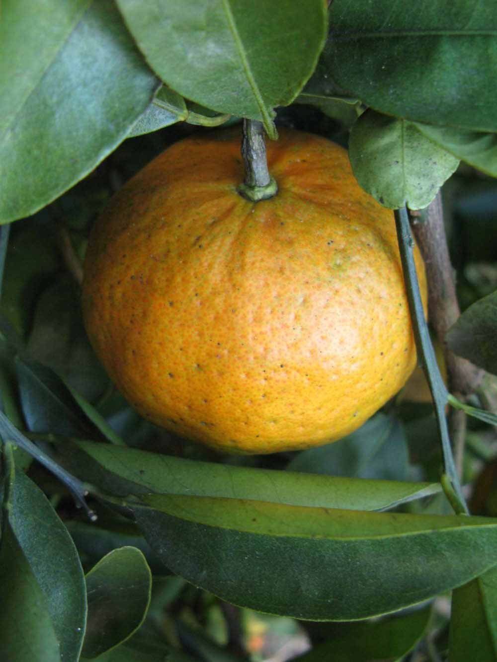              Fruit (Winter Haven, FL)       